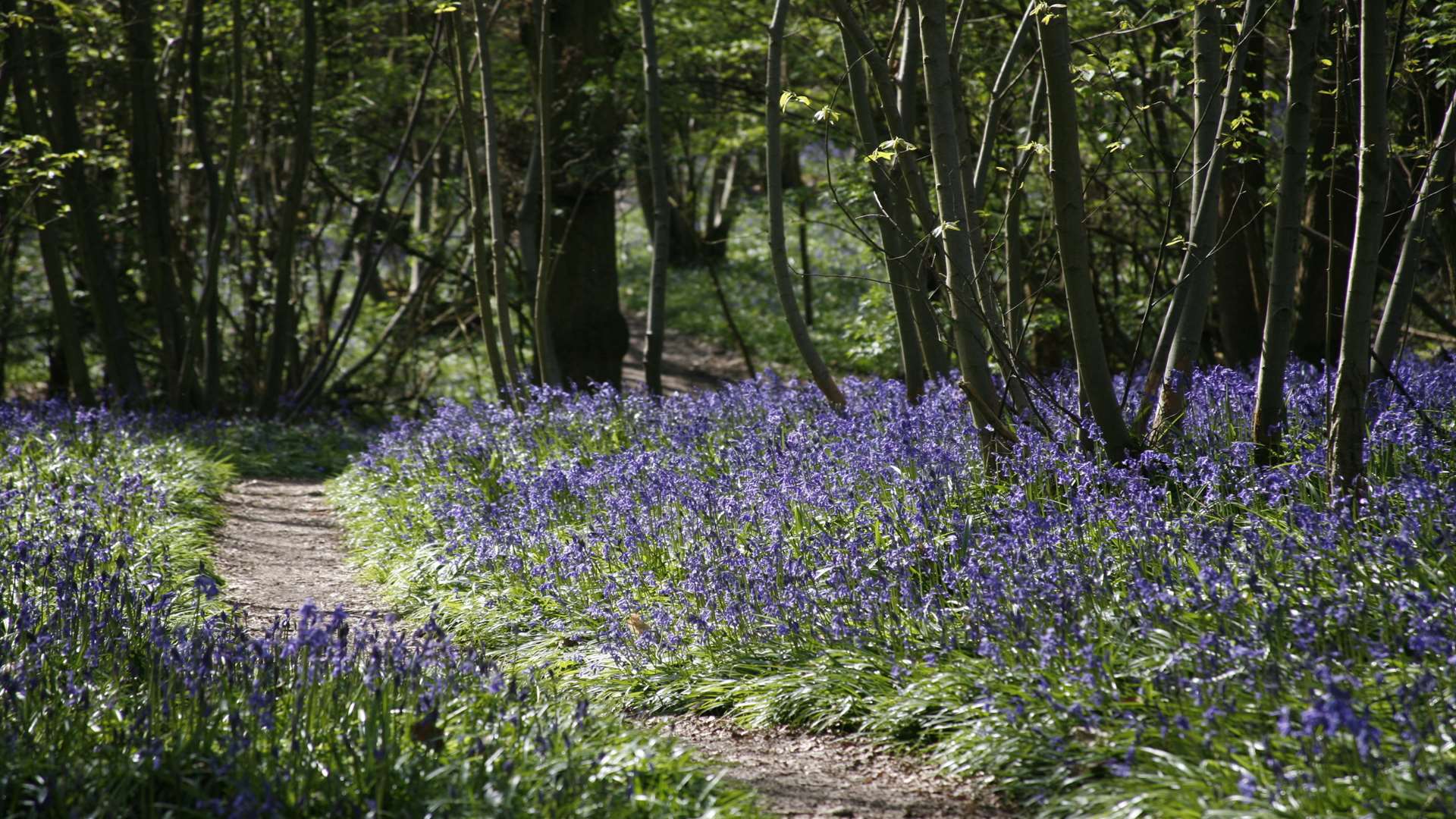 There are two types of bluebell found in the UK, native and Spanish bluebells