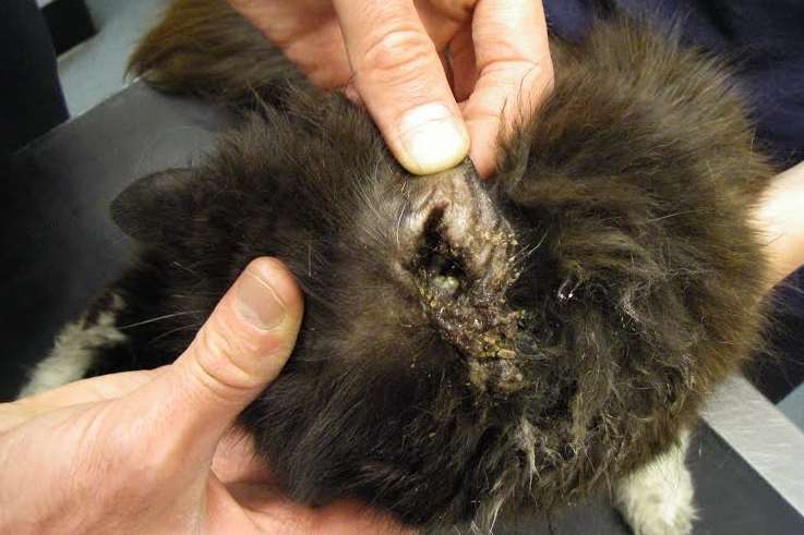 The abscess caused damage to Dizzy's ear canal