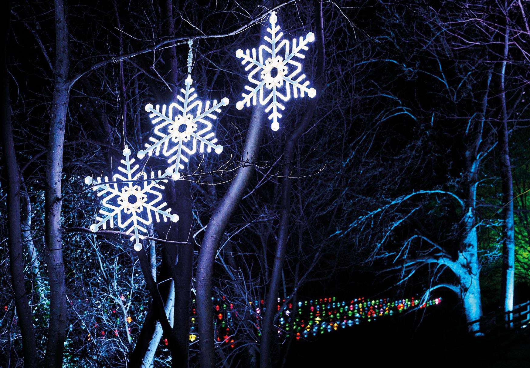 A forest of Festive Lights is coming this Christmas