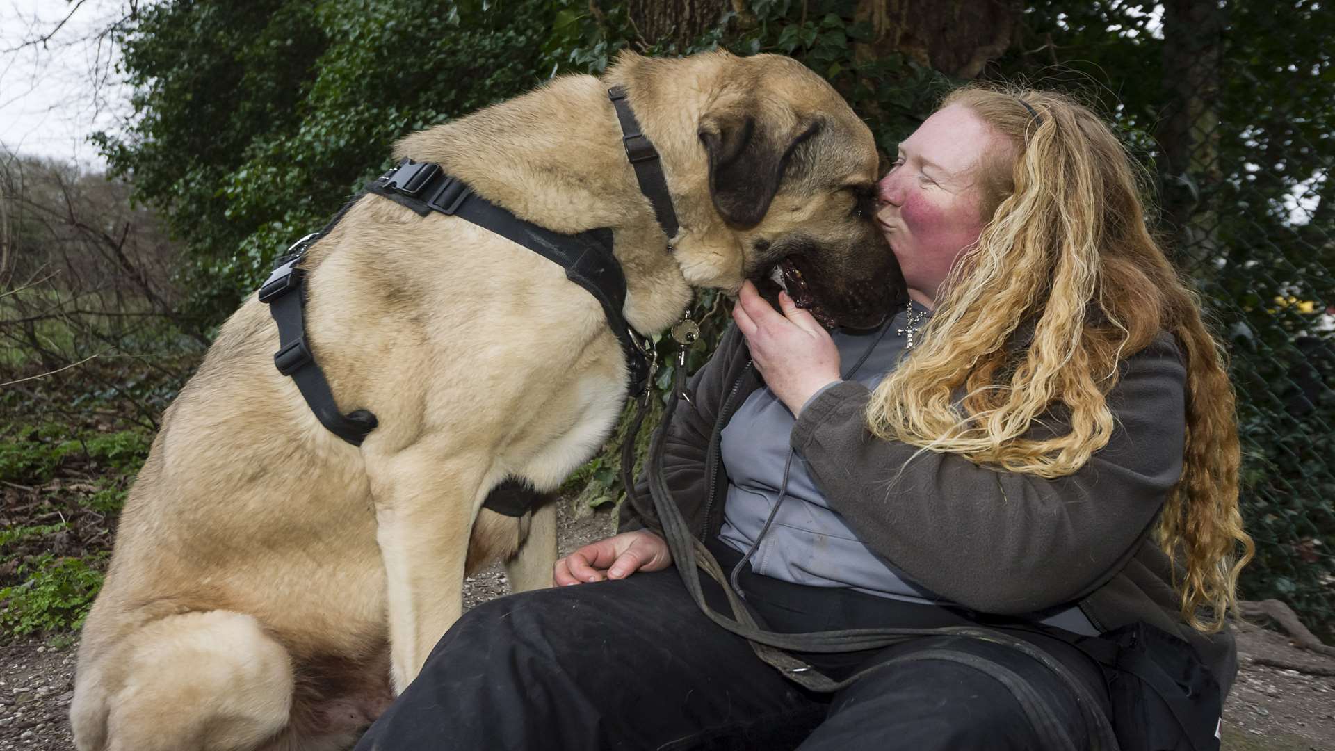 Tracy Buckingham with Anatolian Shepherd dog Kurt