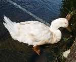 Jemima, the "pub duck" at the Fordwich Arms which has been shot dead by youths with an airgun.