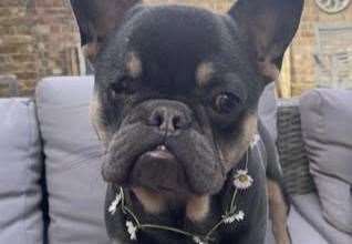 Milo was shortlisted for a competition crowning the ugliest dog in the UK