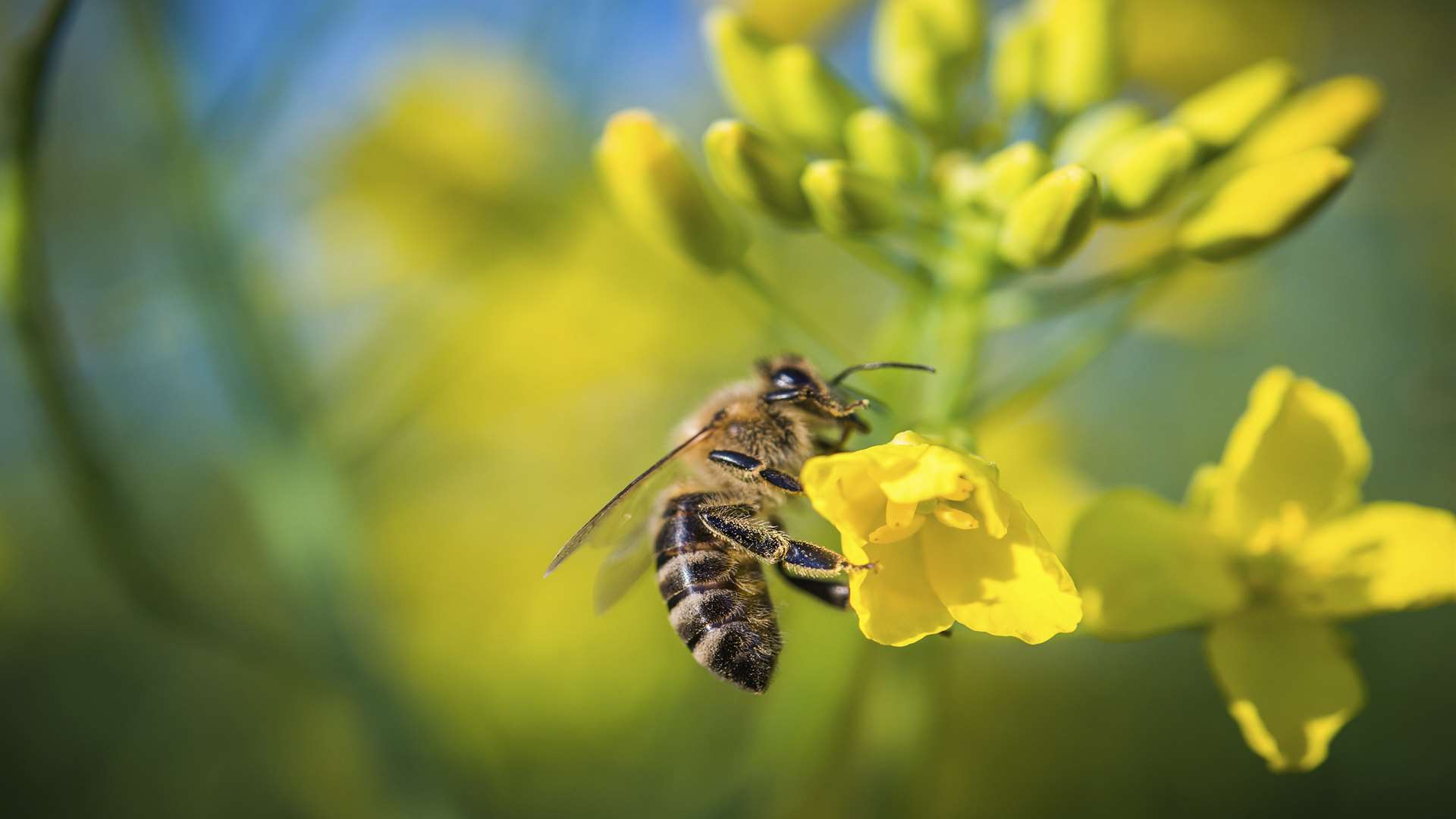 A bee nestles on an oilseed rape