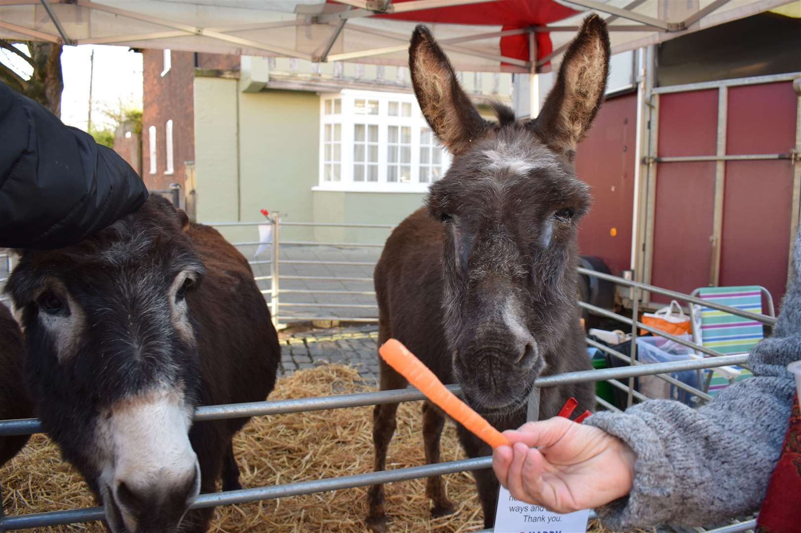 Faversham Christmas Market with the Happy Endings Rescue donkeys