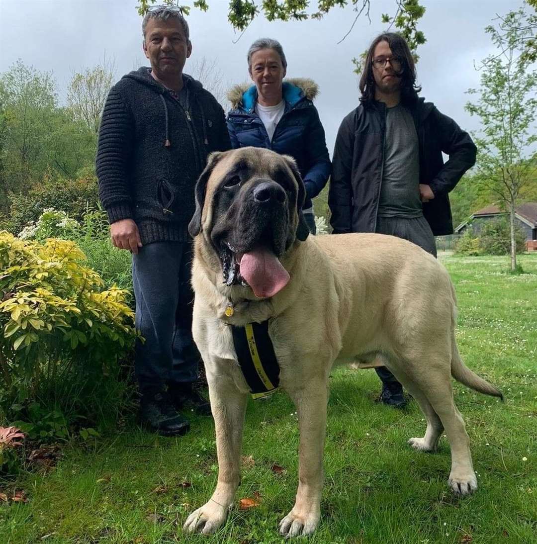 Galahad has been living with his new family, Colin, Lindy and 15-year-old Matthew Dimmock for three weeks. Picture: Dogs Trust Canterbury