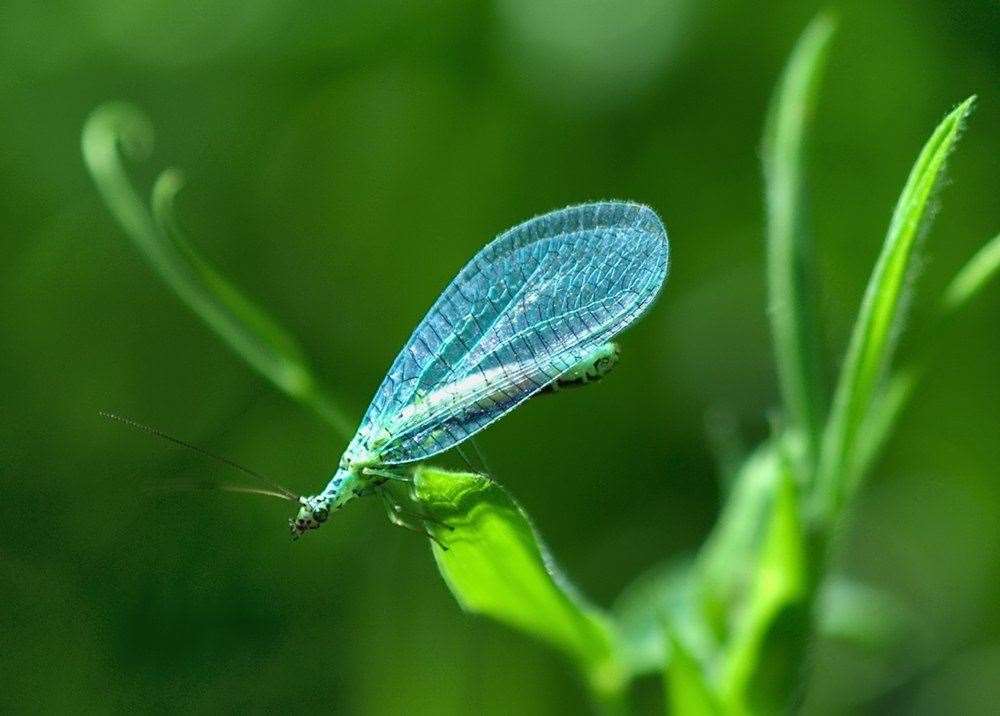 A lacewing Picture: Jaybee/www.phocus-on.co.uk