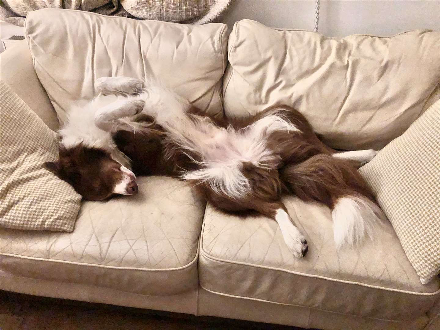 Taffy chilling out on the sofa