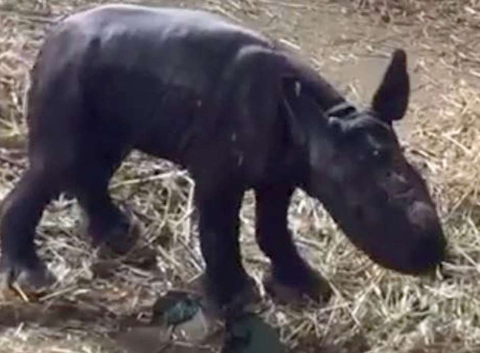 Howletts celebrates the birth of a baby black rhino