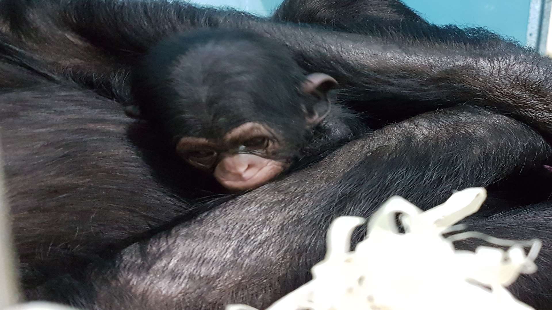 The baby chimp born at Wingham Wildlife Park