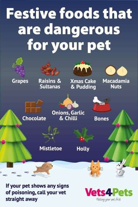 Christmas can be a particularly dangerous time for pets.