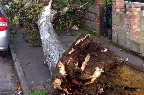 A tree is uprooted in Park Avenue, Northfleet