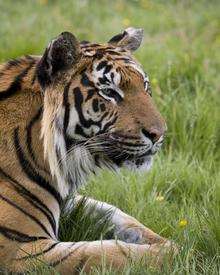 Wildlife Heritage Foundation's Bengal tiger Indy