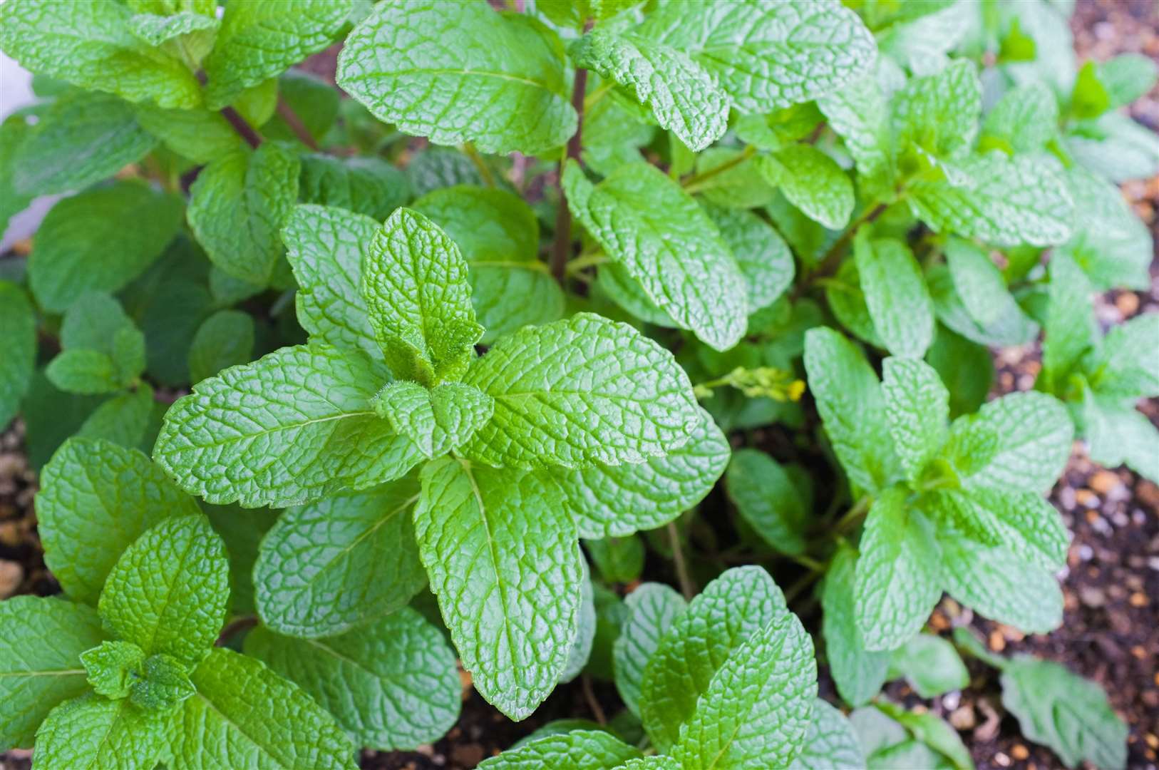 Either mint as a plant or the scent will discourage spiders from coming into your home