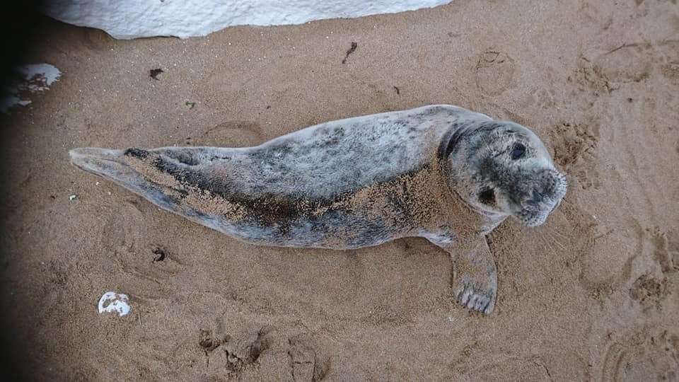 The seal was rescued from Stone Bay in Broadstairs (8381750)