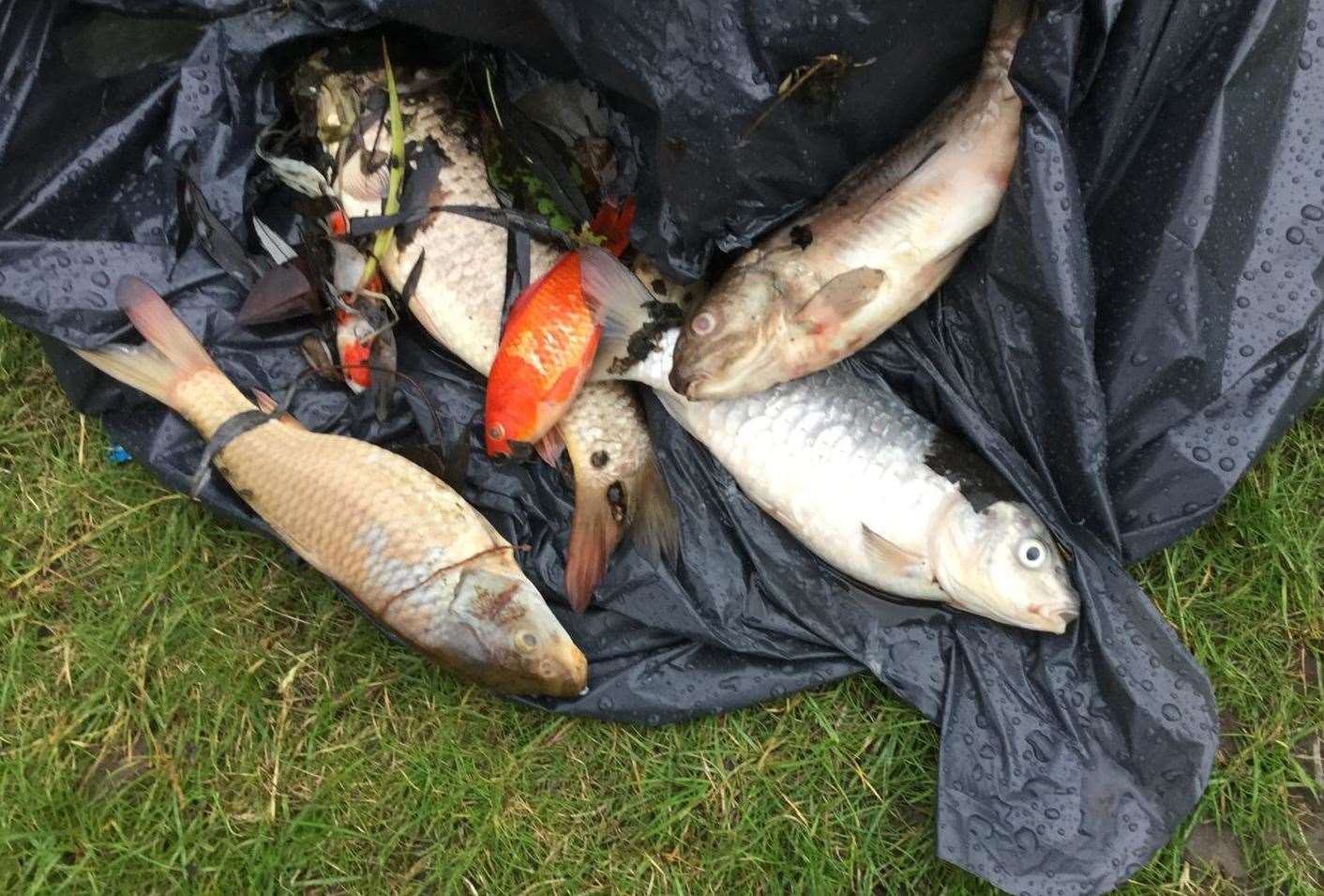 It is believed around 45 fish have died at Holborough Lakes. Picture: Brad Voak