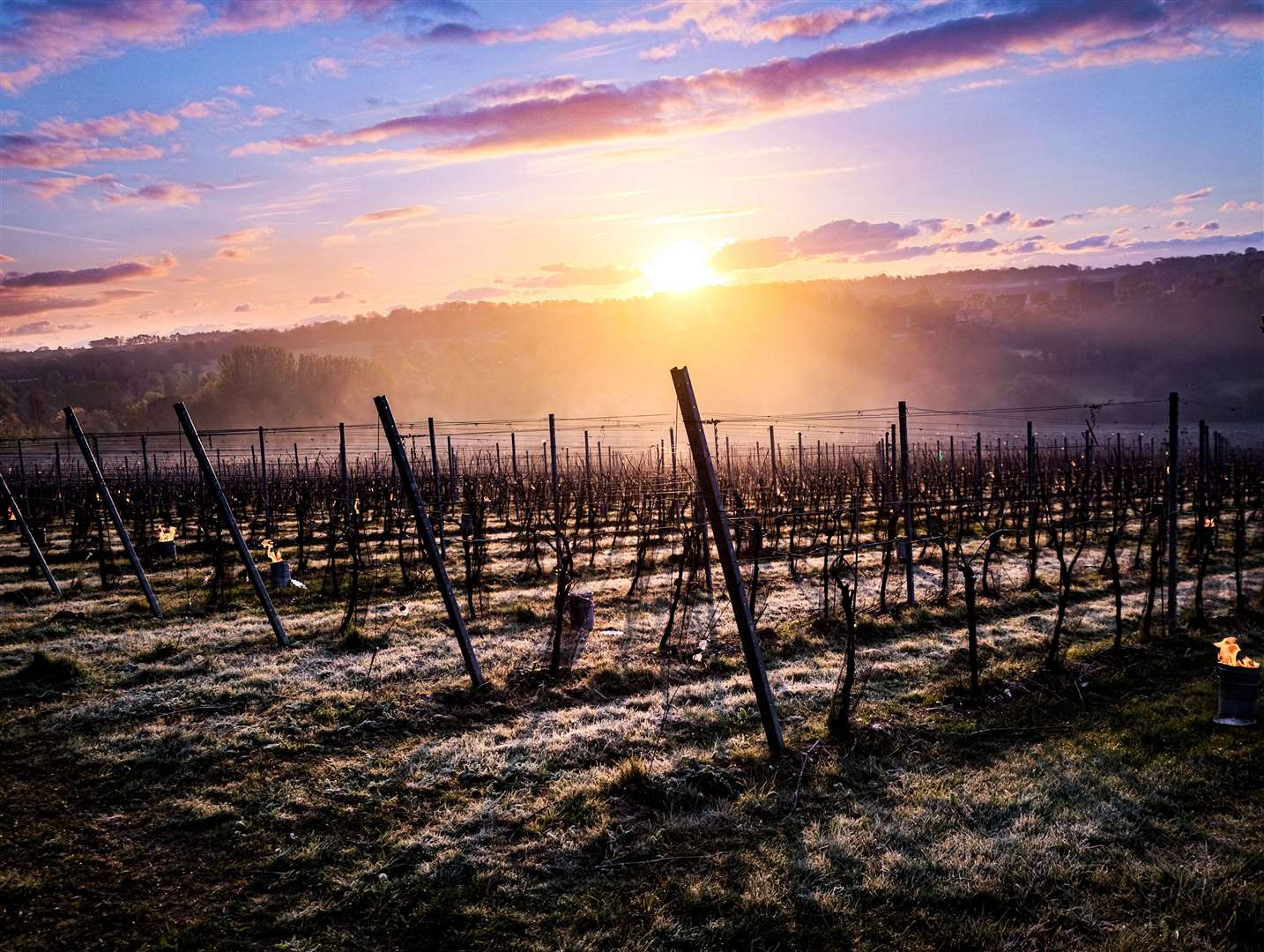 The estate could lose about £5 million if frost wiped out its entire crop. Picture: Helen Power / Simpsons Wine Estate