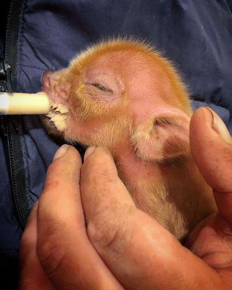 A piglet born during lockdown being fed at Happy Pants Ranch in Yelsted