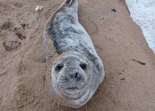 The seal was rescued from Stone Bay in Broadstairs (8381756)