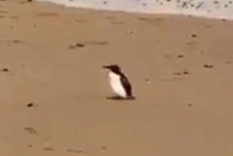 A man's hilarious reaction after he spotted what looks like a penguin on a Kent beach has been captured on camera