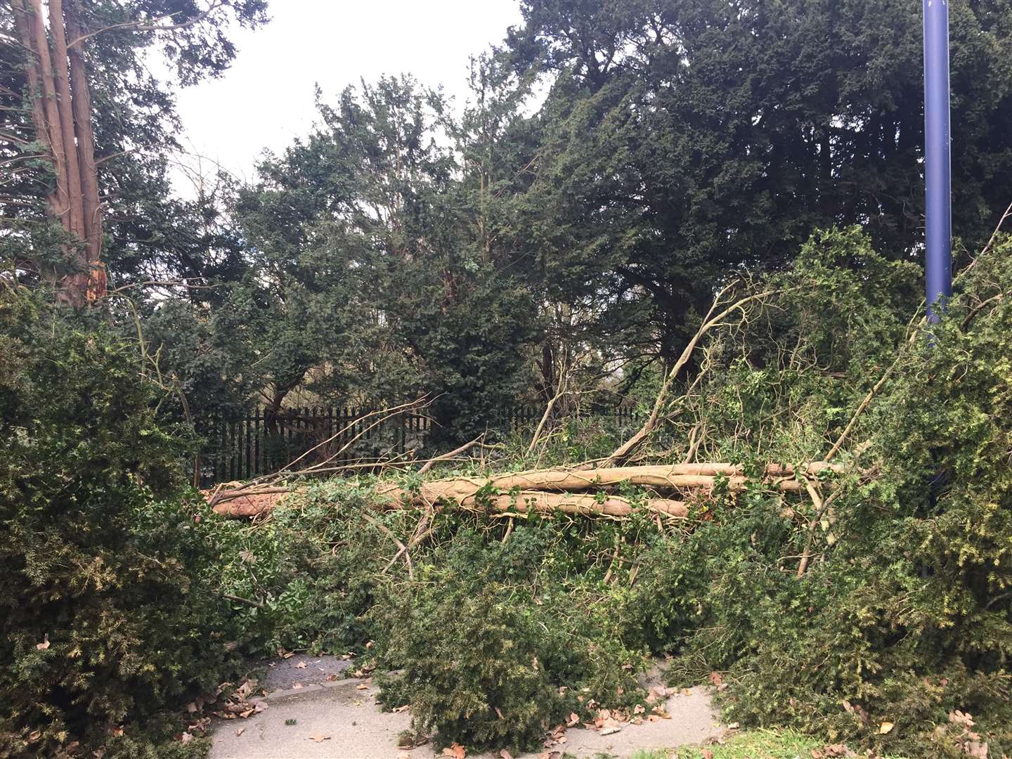 The fallen tree in New Cut Road. Picture Rebecca Tuffin (7663319)