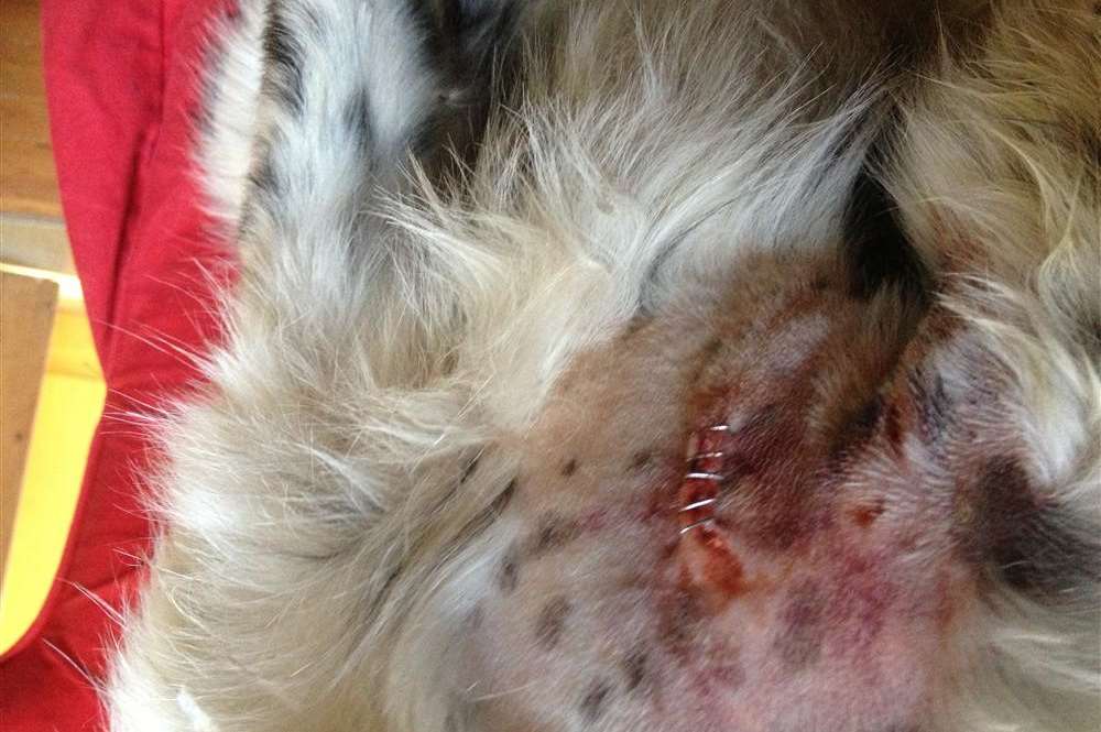 Some of the injuries suffered by Jane's border collie