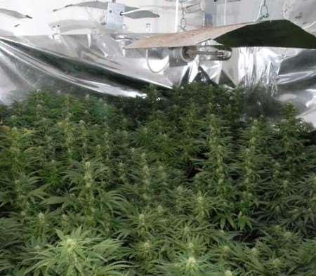 This was the scene at the cannabis factory found at Maidstone