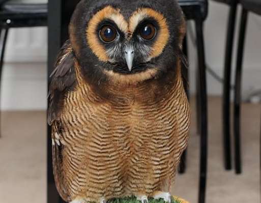 Haru the owl is now seven months old