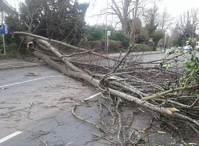 A tree was brought down at Tonbridge Road, Hildenborough