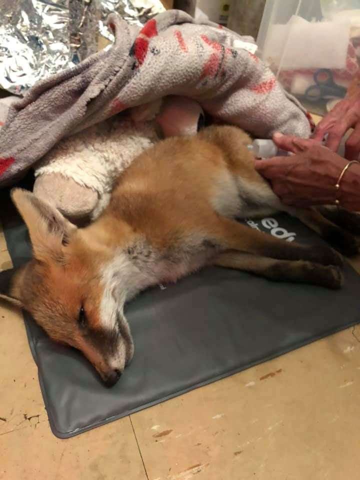 One of the fox cubs which died after being found poisoned at Milton Creek Country Park, Sittingbourne. Picture: Kent Wildlife Rescue Service
