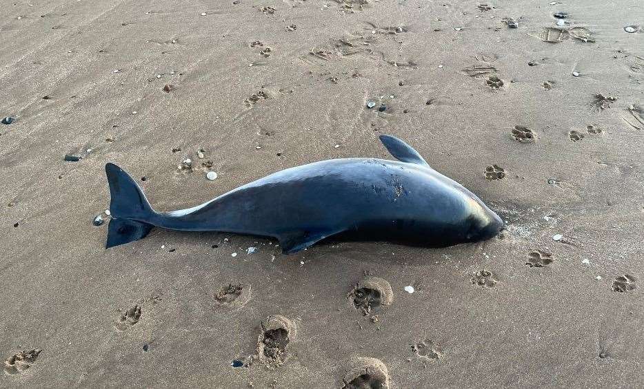 The body of the porpoise at Ramsgate beach. Picture: Joseph Hurling