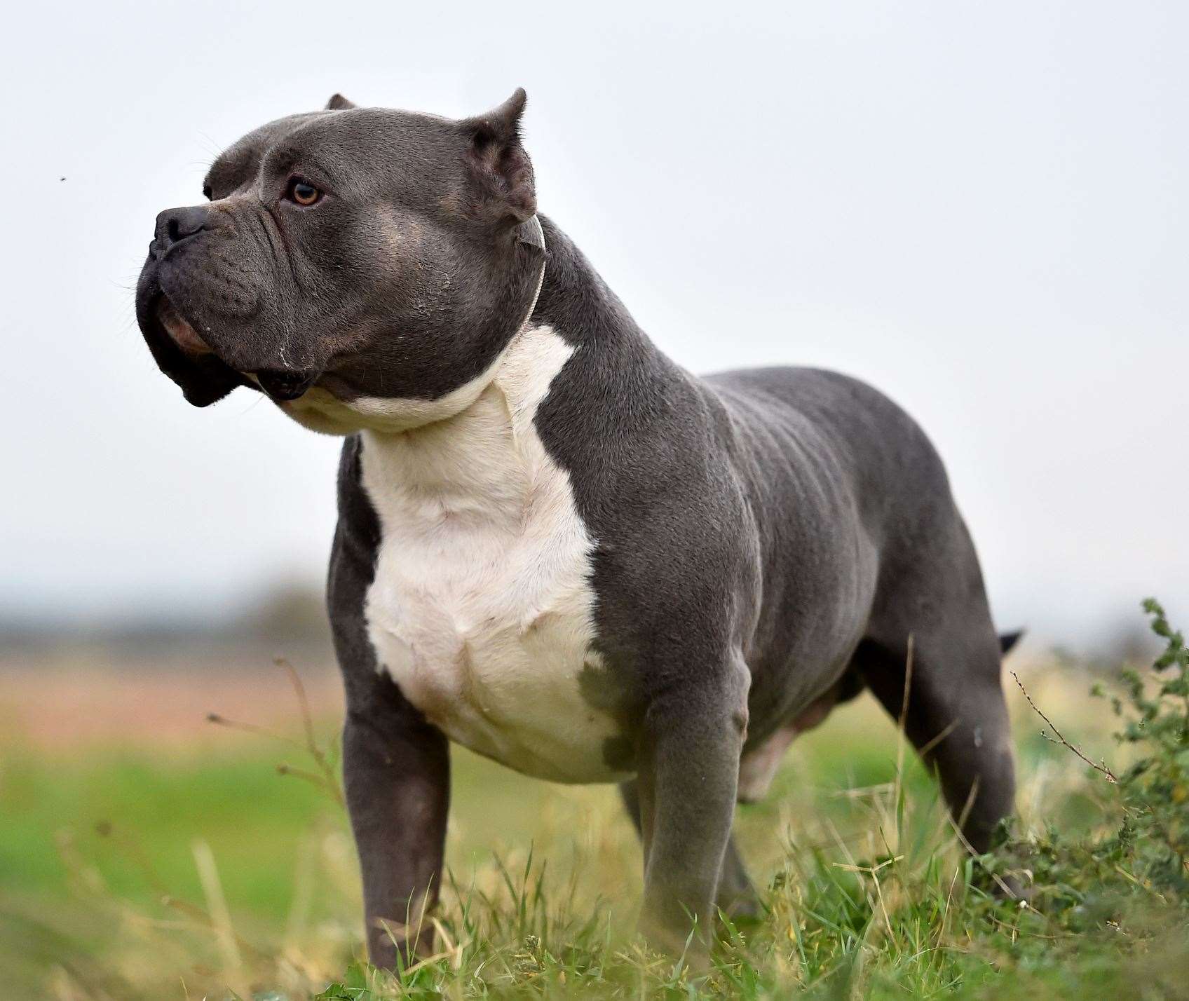 An American XL Bully. Stock picture