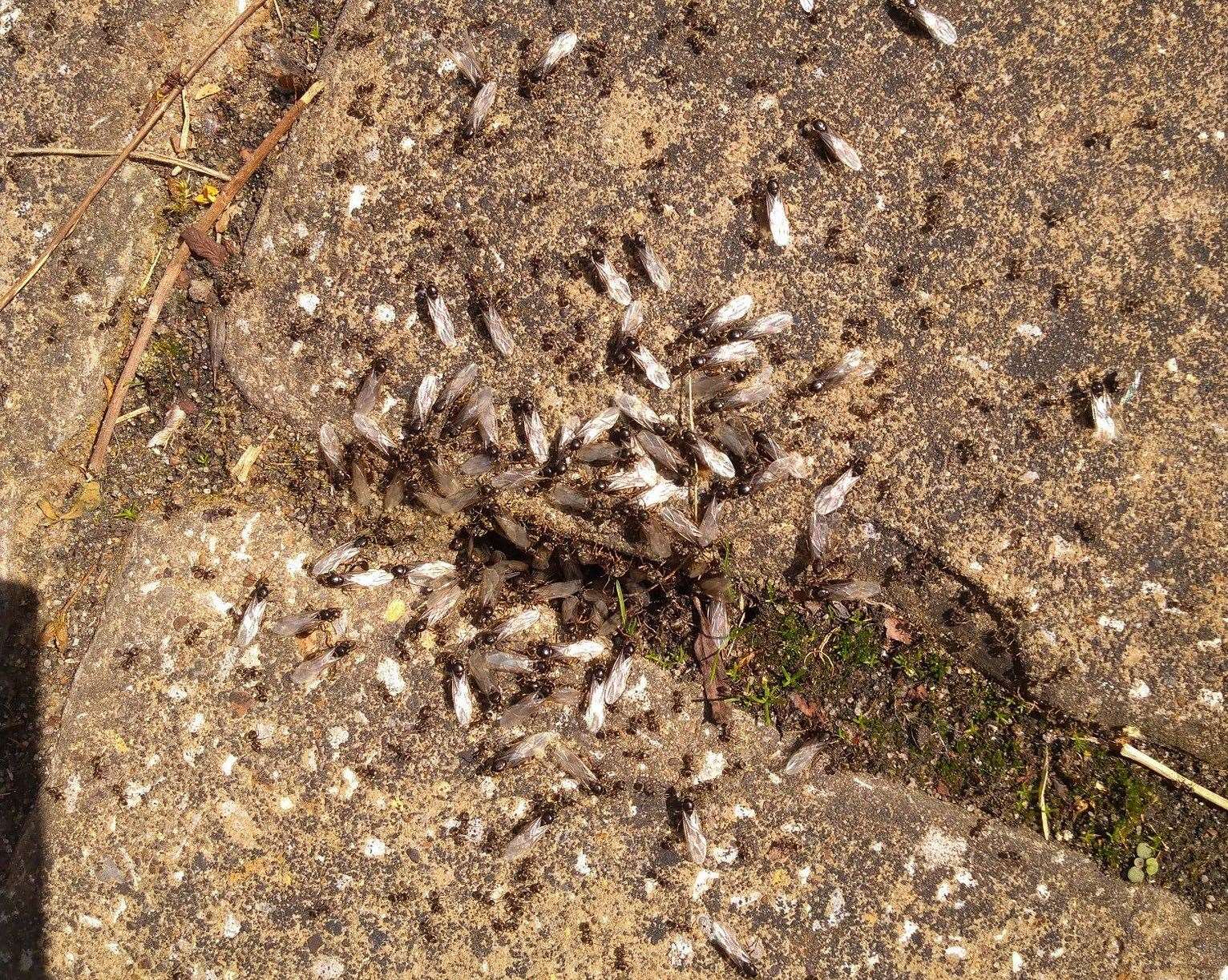 A cloud of flying ants has shown up on a weather radar. Picture: @RosalindinKent/Twitter