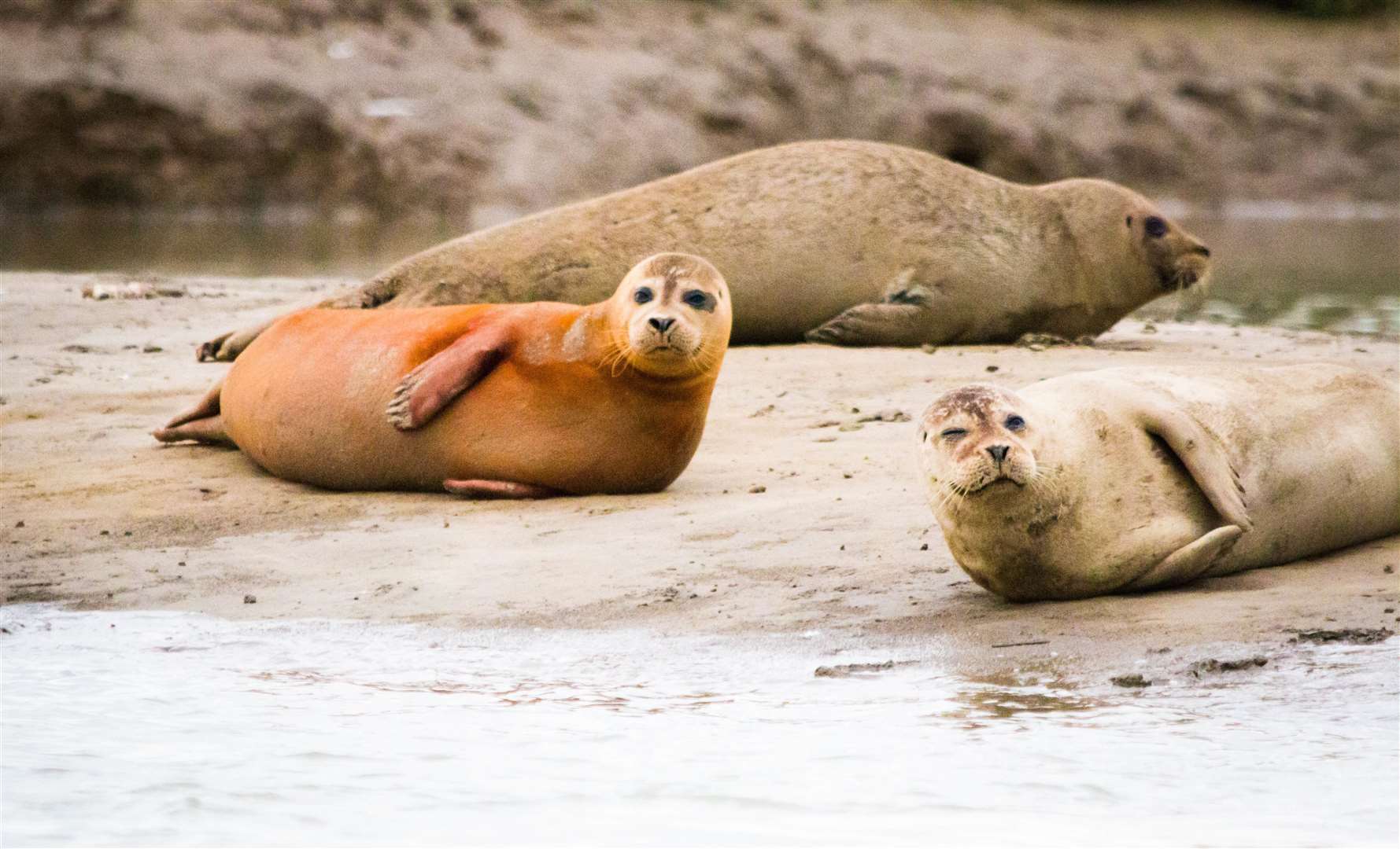Seals off Pegwell Bay. Picture: Victoria Sutherland/Kent Wildlife Trust
