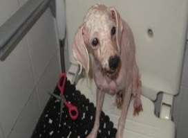 It took Futures4Dogs five hours to groom Oodles, removing his knotted, flea-ridden coat and clipping his overgrown claws