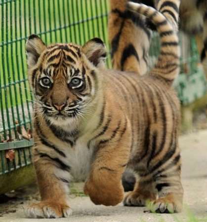 One of the new cubs at Wildlife Heritage Foundation at Smarden