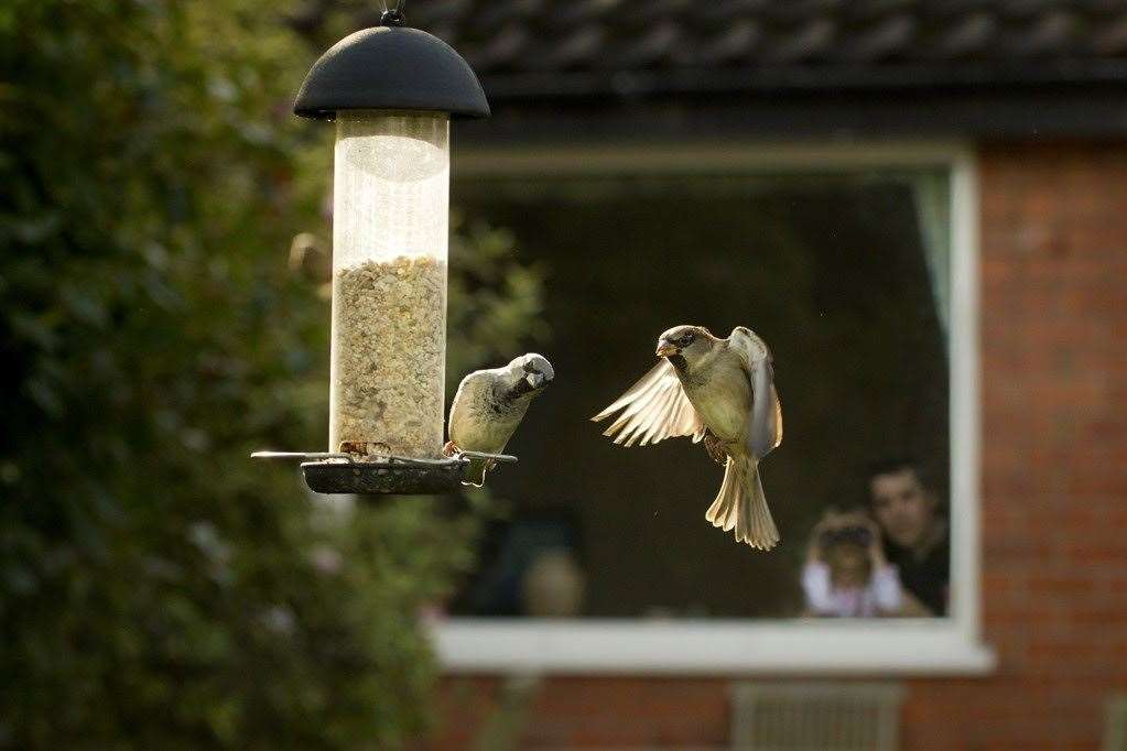 The RSPB's Big Garden Birdwatch attracted record numbers of people