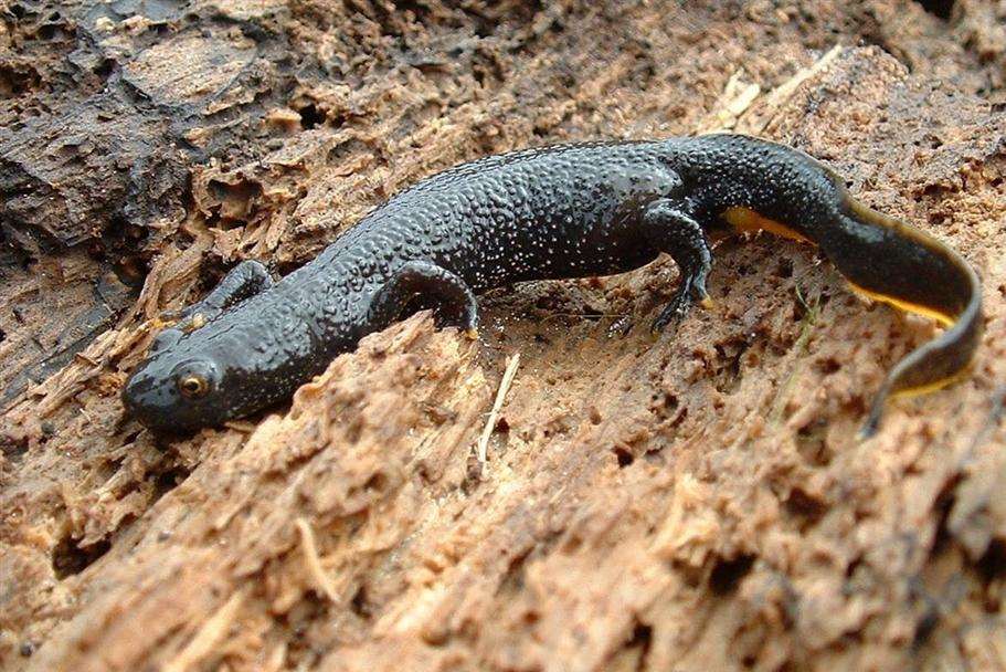 A great crested newt