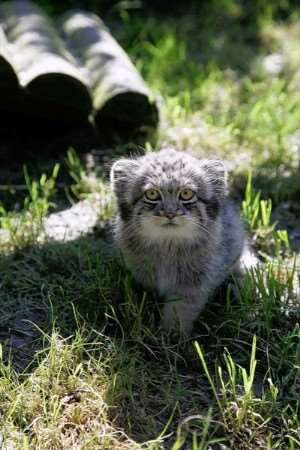 The pallas cat kitten which has put in an appearance at Howletts