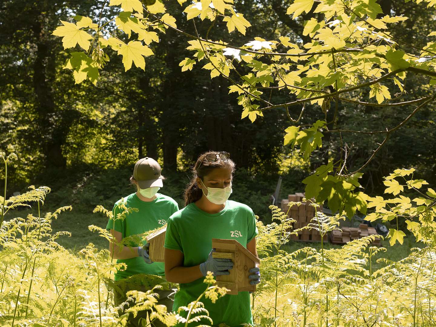 Volunteers wore PPE to protect the dormice as they put them in their cages (James Beck/National Trust/PA)