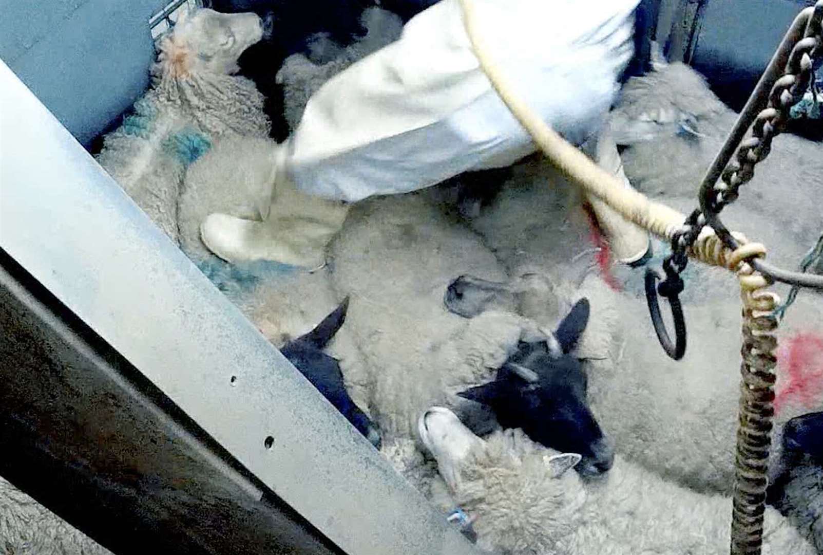 A screen shot of undercover footage at Forge Farm Meats, taken in 2017, which Animal Aid claim shows a worker standing on a sheep's back