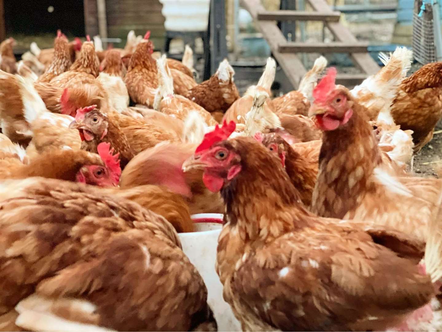 The Happy Pants Ranch at Bobbing has taken in 70 hens to save them from being killed