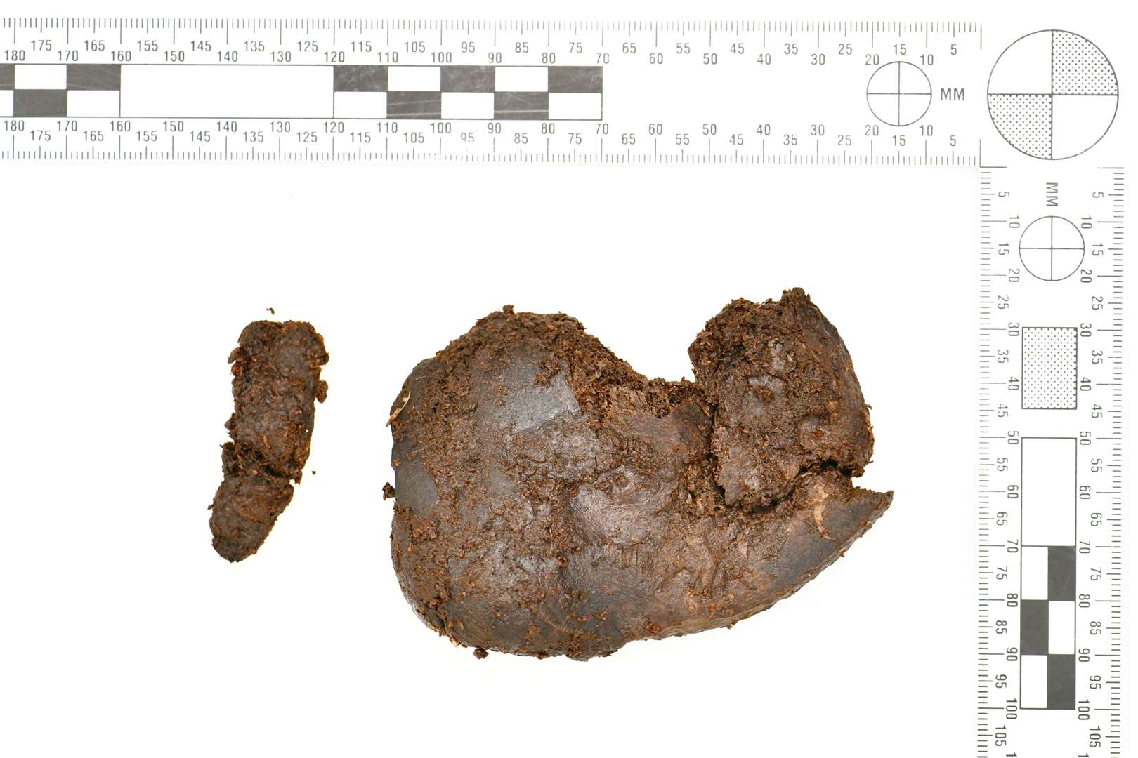 A kidney that was found with bones (PSNI/PA)