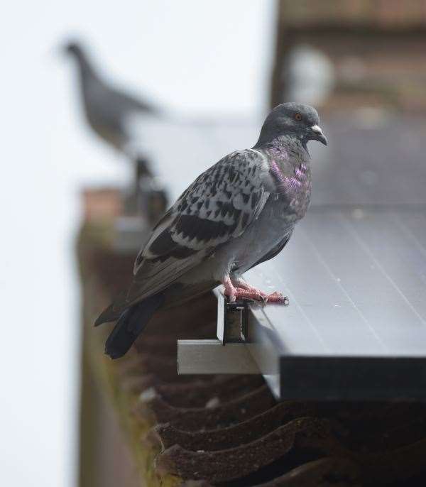Pigeon stock. Picture: Tony Flashman (11474580)