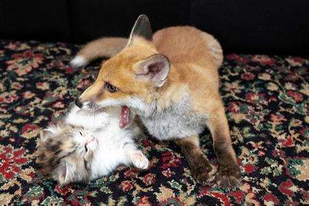 Lorraine St John, of Kent Wildlife Rescue Service, Sheerness, has a rescued fox cub which happily plays with kittens.