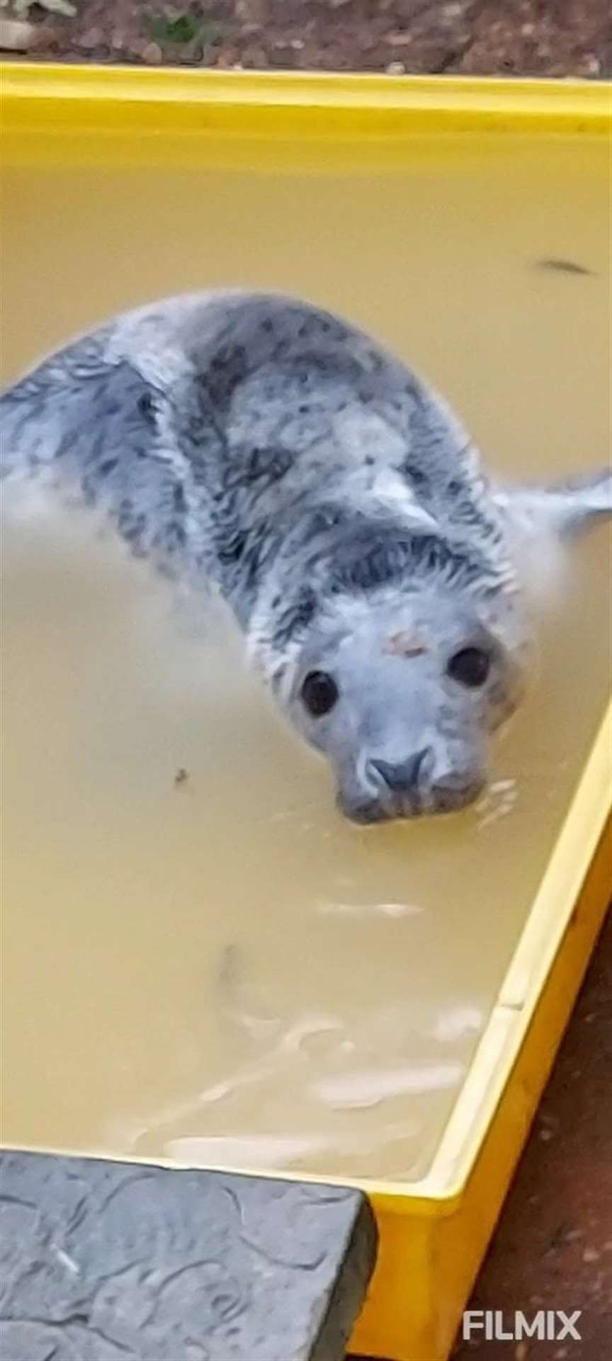 Swampy Wildlife Rescue Facebook post of rescued seal in Sheerness