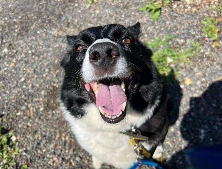 Molly the Border collie. Picture: Dogs Trust