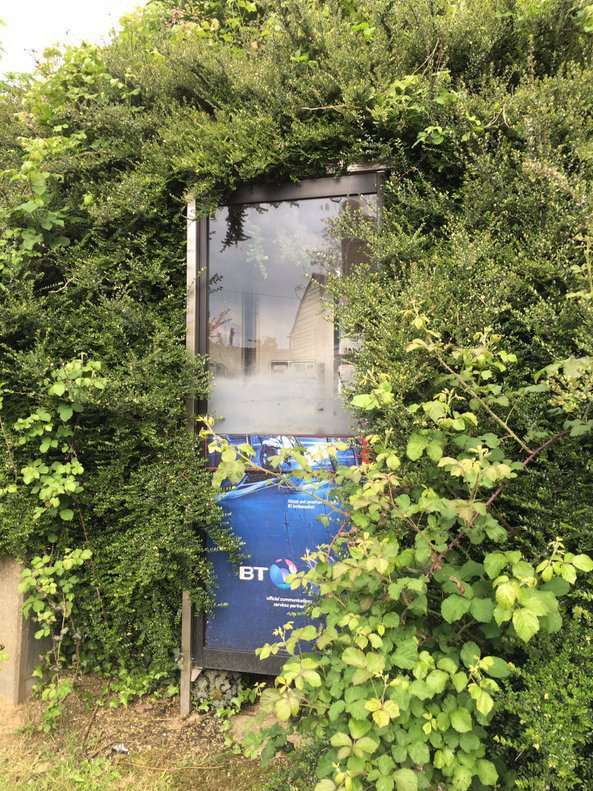 Three sides of the phone box are covered in foliage