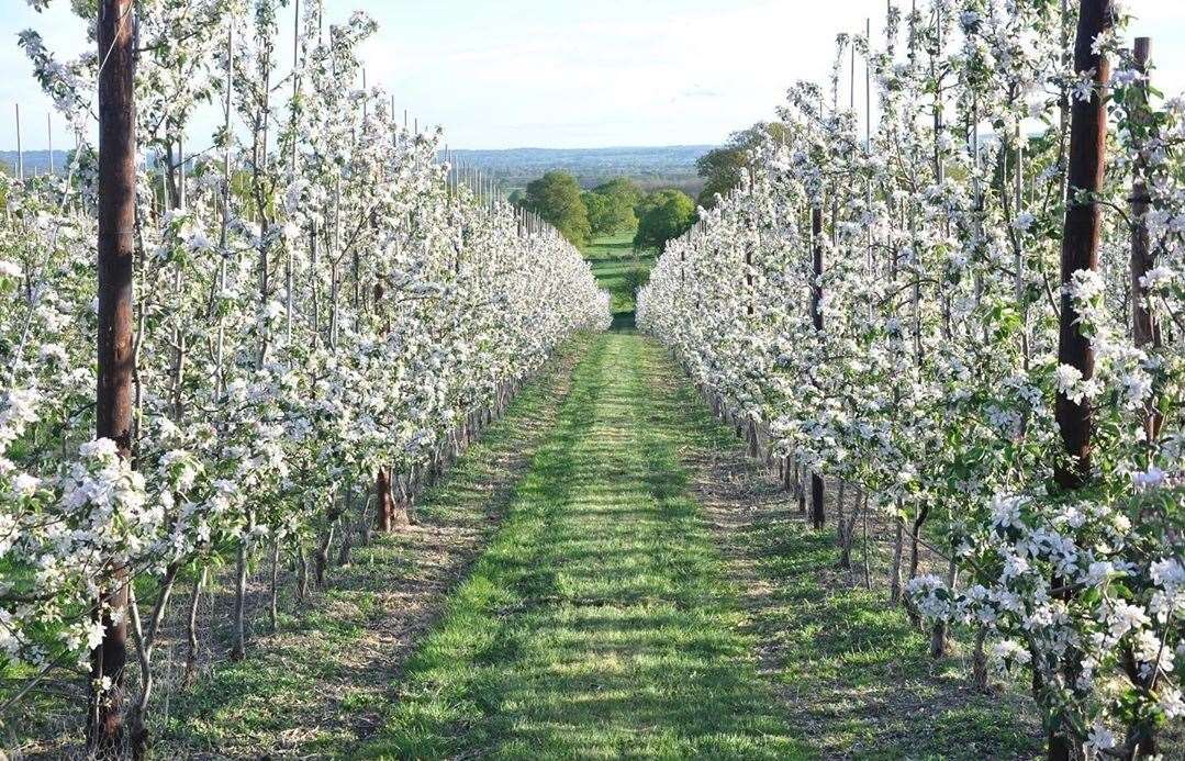 Westerhill Farm, where the pears are grown