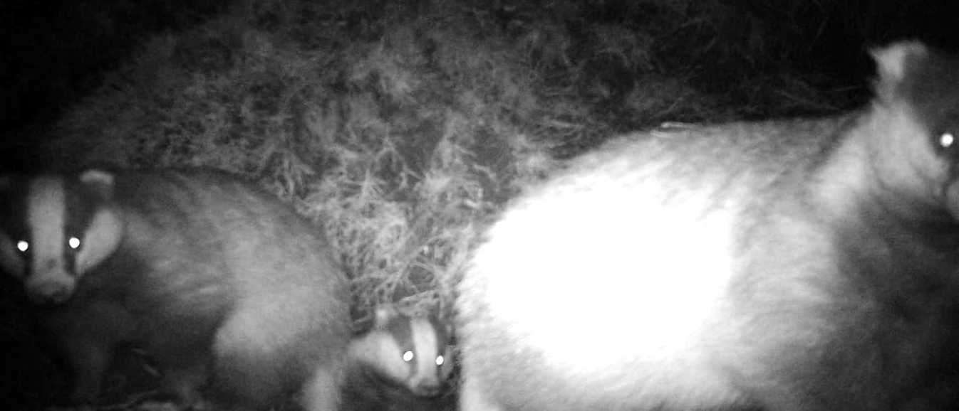 Campaigners claim pictures show the badgers have returned to their old stomping ground