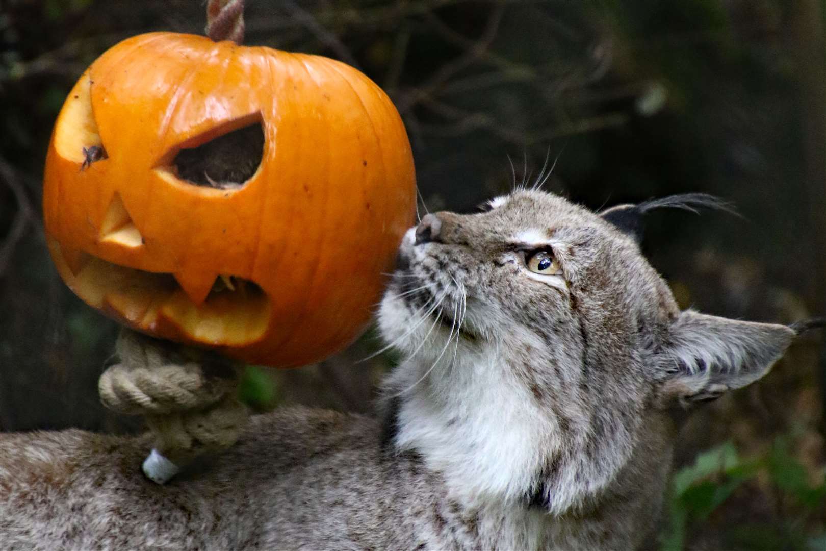 The lynx at Wildwood is getting into the Halloween spirit. Picture: Wildwood Trust